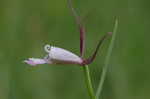 Rosebud orchid